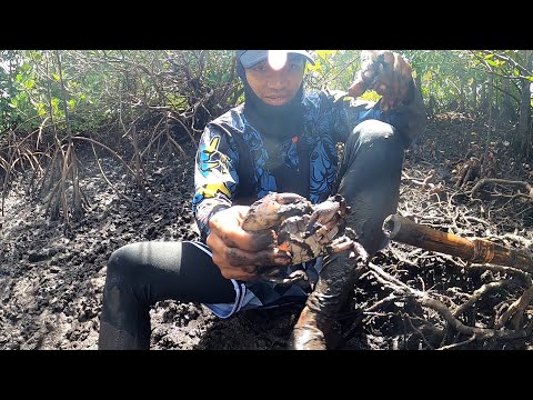 Part2 - Mangrove crab hunting(Kaligmaru) |Catch and Cook |Ginataan sa sitaw at kalabasa