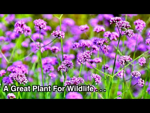 Verbena bonariensis – Eine der besten Stauden für Ihren Garten