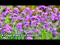 Verbena bonariensis - One of the BEST Herbaceous Perennials for Your Garden