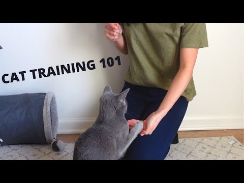 How we trained our Russian Blue