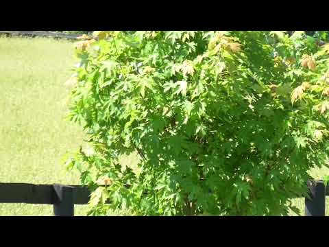 Shanghai Superfly 5.25.18