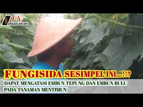 , title : 'Fungisida Pengendali Penyakit Embun Tepung dan Embun Bulu Pada tanaman Mentimun| Admit 50 WP'