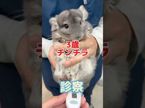 ネバネバした液体が陰部から出てきた3歳のチンチラが動物病院にやって来た！