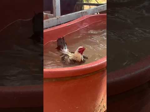 Ejercicio De Tina Para Los Gallos #gamefowl #ejercicio #cuidadegallos