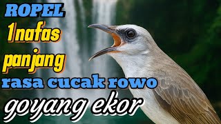 Download lagu Burung trucukan gacor ropel 1 nafas panjang volume cucak rowo mp3 Download lagu Burung trucukan gacor ropel 1 nafas panjang volume cucak rowo mp3