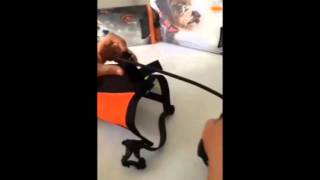 SAG NATURE srl - Articolo 3202004-3202005-3202006 GILET PORTA COLLARE TEK o GARMIN PER CANI