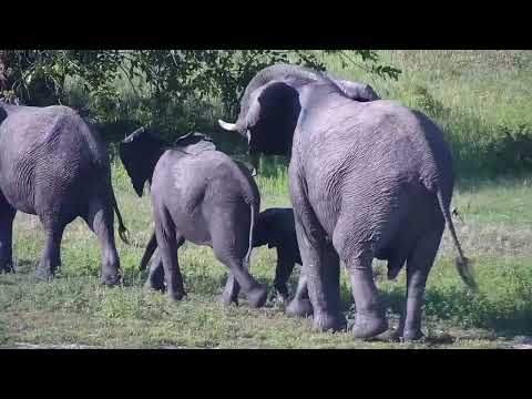 Djuma: Two Elephants with four calves drink at the dam - 16:02 - 11/11/2023