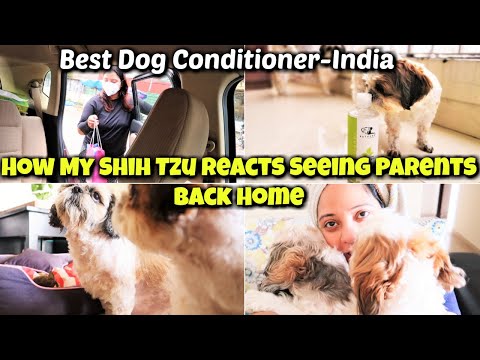 Went to Salon After 5 Months | Shih Tzu Reacts Seeing Parents Back | Best Dog Conditioner Video