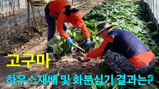고구마 하우스재배 및 화분심기 결과는?