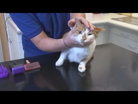How To Treat Cat Dandruff