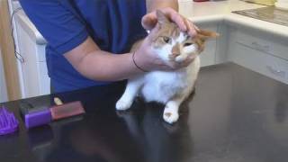 How To Treat Cat Dandruff