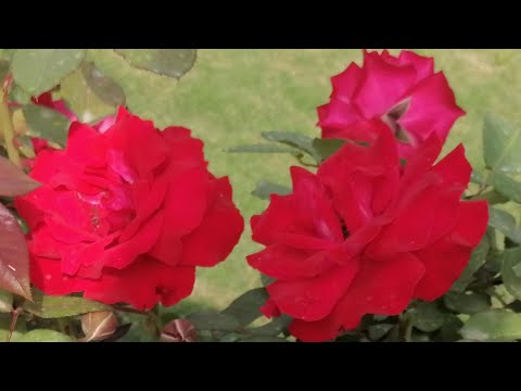 Beautiful Flowers and special Rabab alaap#Afghanirabab #Rabab #rababalaap #Flower #redflowers