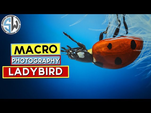 Macro photography lady bird on a dandelion seed