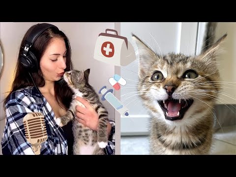 Song aufnehmen & Tierarzt mit Baby Katzen 😿💉 I Jamie Roseanne Vlog