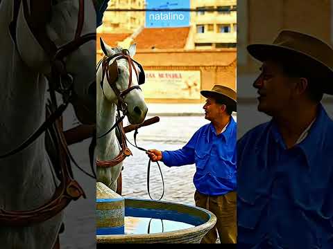 Bebedouro de cavalo #humoranimal #inteligênciaartificial #saopaulo
