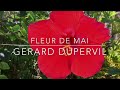 Fleur de Mai ( GERARD  DUPERVIL)
