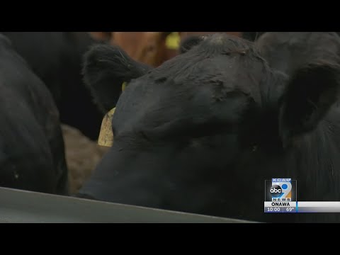 Cattle producers concerned over rising beef prices