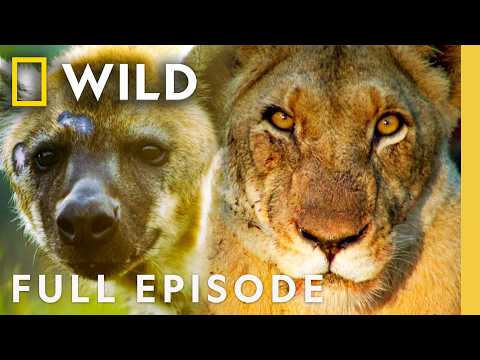 Total Domination (Full Episode) | Animal Fight Night | Nat Geo Animals