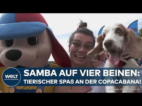 HUNDEKARNEVAL IN RIO DE JANEIRO:  Bezaubernde Vierbeiner feiern in Kostümen an der Copacabana!