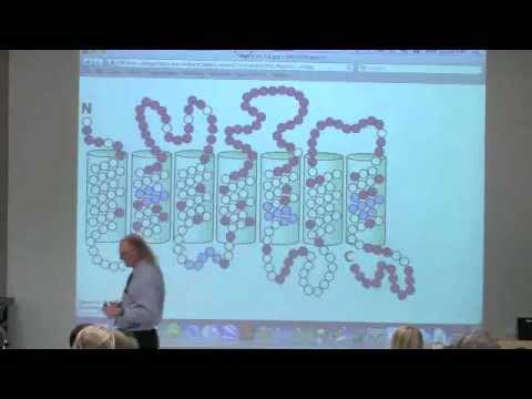 Kevin Ahern's Bite-Sized Biochemistry #52 - Sensory Systems II