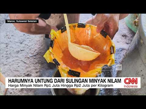 Cuan Fantastis dari Budidaya Vanili dan Nilam