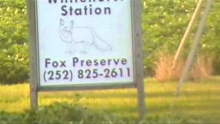 preview picture of video 'Whitehurst Station Fox Preserve Pitt County NC Dog Training'
