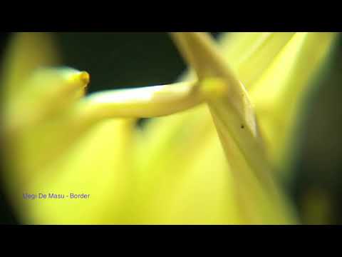 Uegi De Masu -  Border (Tour De Traum XV)