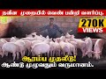 20 தாய் பன்றிகள்120 குட்டிகள் அதிகம் இலா