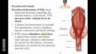 Endocrine Video 4 Thyroid, Parathyroid, Adrenal Glands