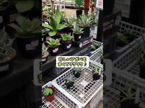 アガベ アメリカーナについて詳しく解説