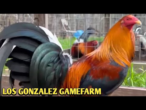 Sweater Yellow leg hatch Kelso - LOS GONZALEZ FARM