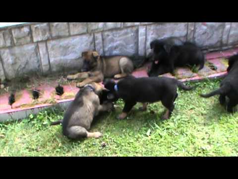 Danger Liqueur+Yuko Fortuna Fortis =0) Puppies