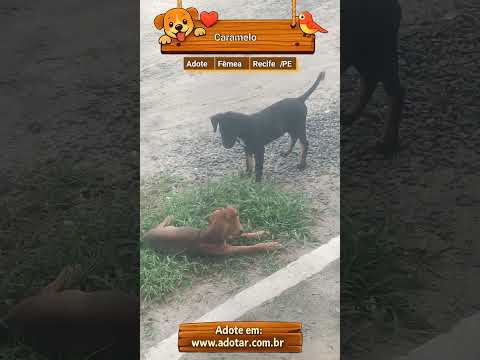 Vídeo de Caramelo 