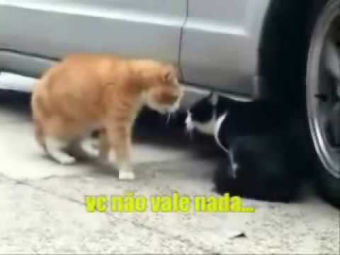 Gatos discutindo a relacao