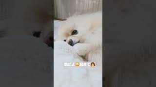 寝起きが可愛い犬🌅🥹 #犬との暮らし #ポメラニアン