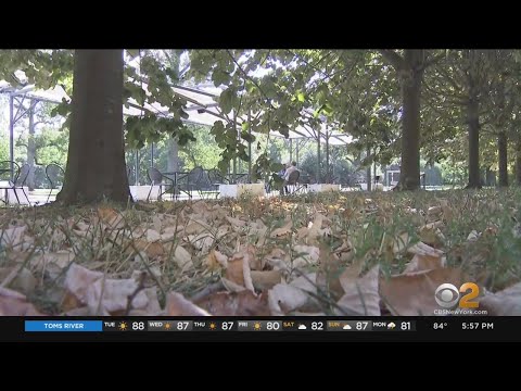 Why are leaves changing colors so early this year?