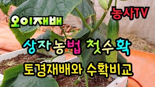 오이재배, 상자농법 첫수확, 토경재배와 상자농법 수확비교 [농사TV]