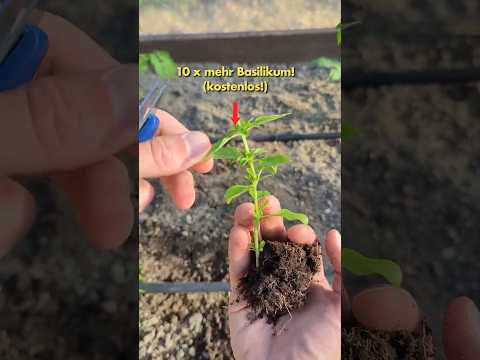 viel pflanzen Basilikum & Petersilie falsch ohne es zu wissen!