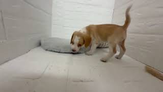 ビーグルの動画01