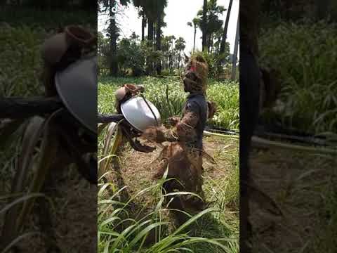 Chittichilukamma video song funny