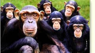 Ali Farke Toure - Gomni