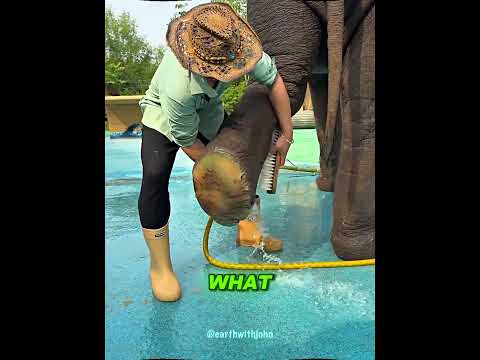 Elephants Need Their Feet WASHED?! 😳