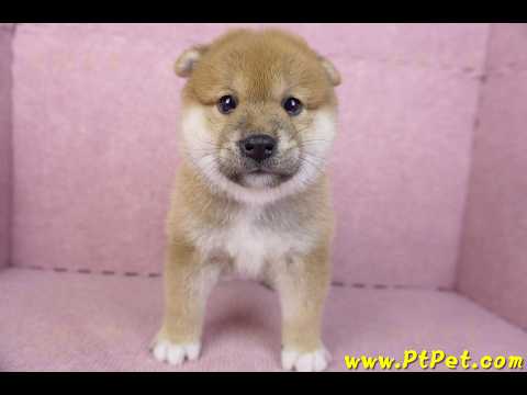 02/06赤色柴犬母幼犬1號(屏東潮州)