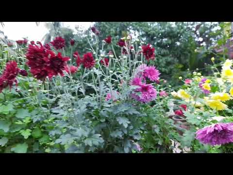 Flowers of my garden 😍❤️