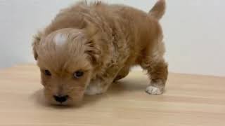 ハーフ犬の動画01