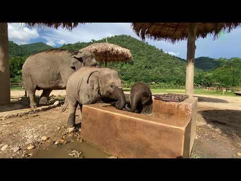 Cute Baby Elephant Pyi Mai Enjoy Bathing In The Little Pool - ElephantNews
