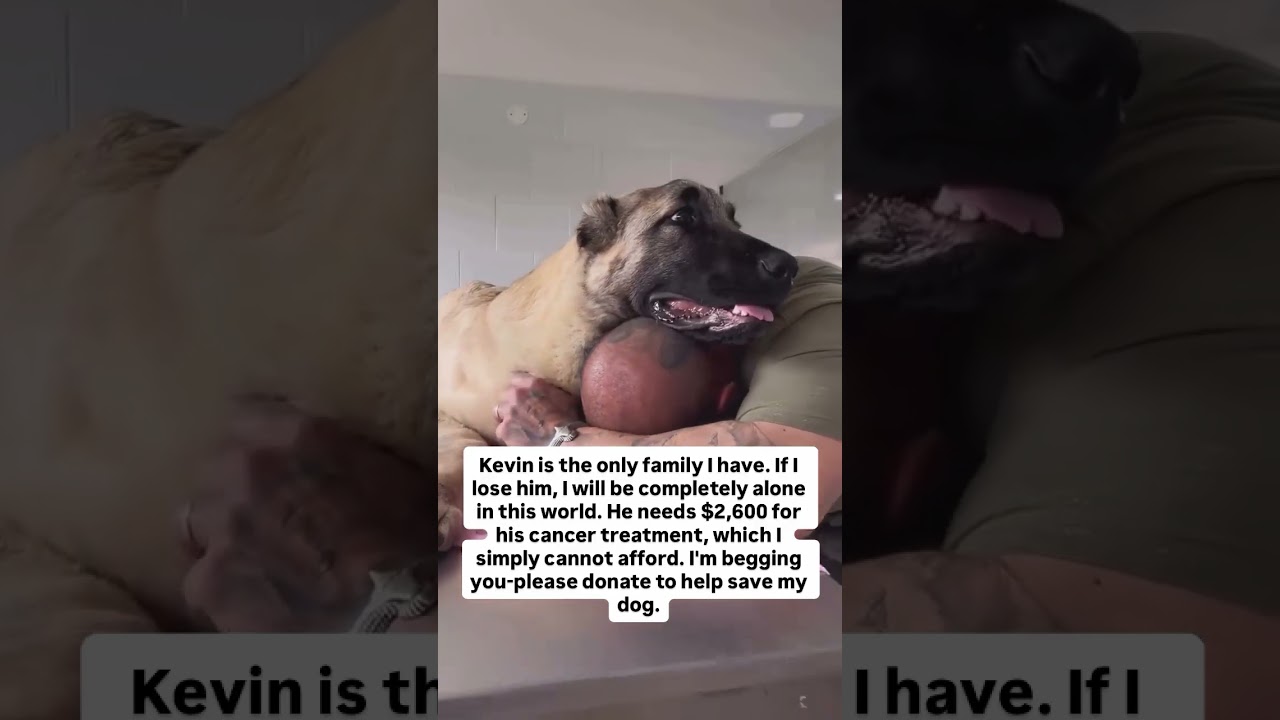 please consider donating to help 💔#usa #canada #uk