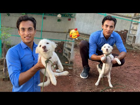 Nasir K Sat Dog Wala Prank Kya 😂