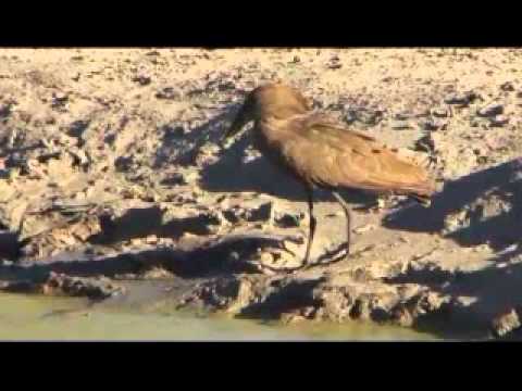 PM Safari Drive - 1st Impala Lamb - Nov 9, 2011