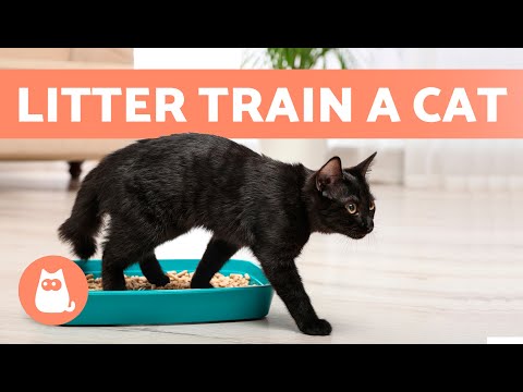 How to TRAIN a CAT to USE the LITTER BOX 🐱✅ (Kittens and Adults)